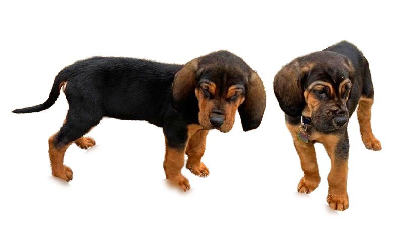 Bloodhound Puppies