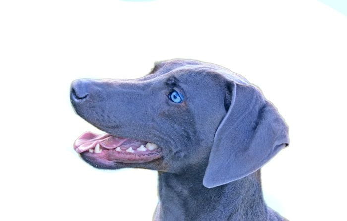 Blue Lacy Dog Breed