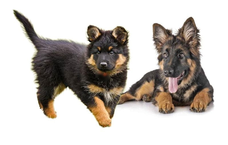 Bohemian Shepherd Puppies