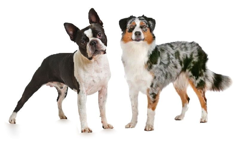 Boston Terrier and Australian Shepherd Mix Boston Terrier and Australian Shepherd Mix