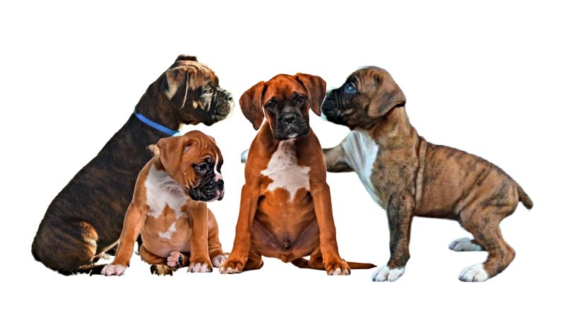 Boxador Puppies Boxador Puppies