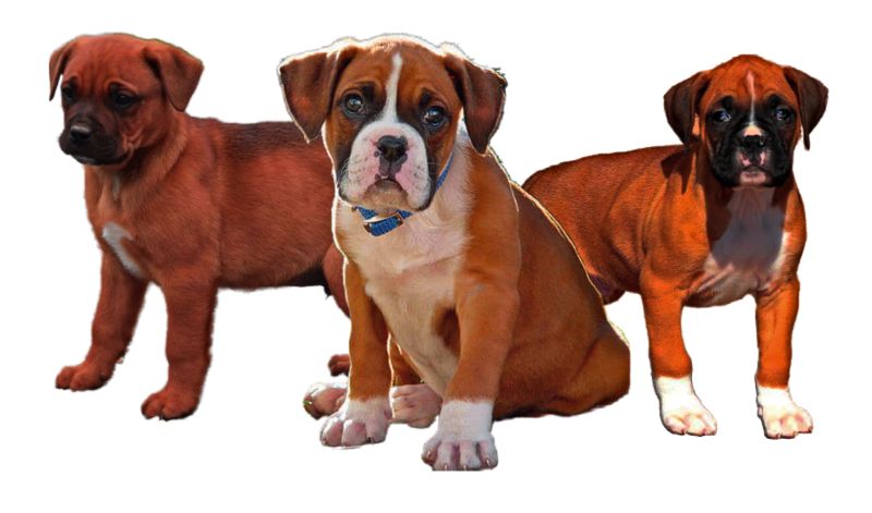 Boxweiler Puppies