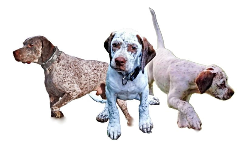 Braque du Bourbonnais Puppies