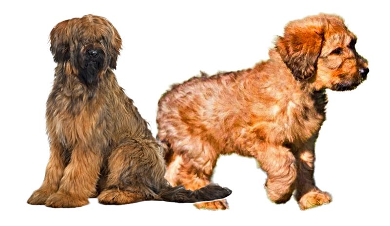 Briard Puppies