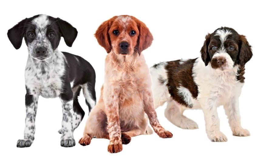 Brittany Spaniel Puppies