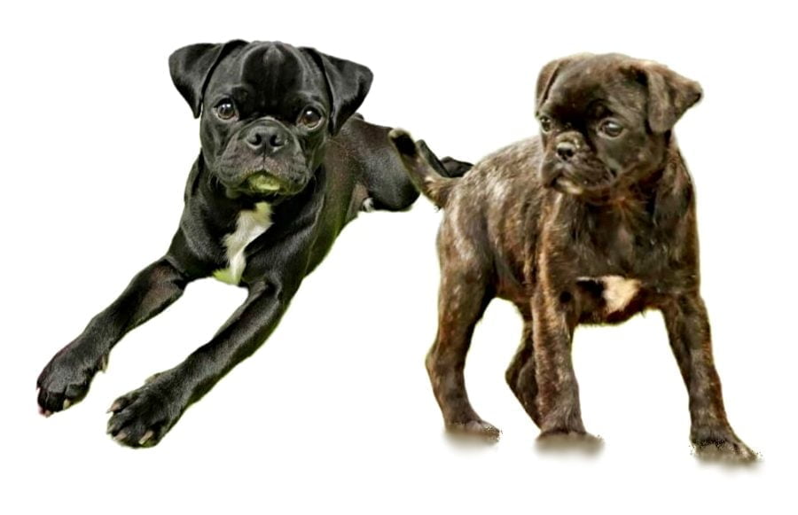 Bugg Dog Breed