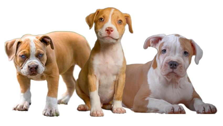 Bullboxer Pit Puppies