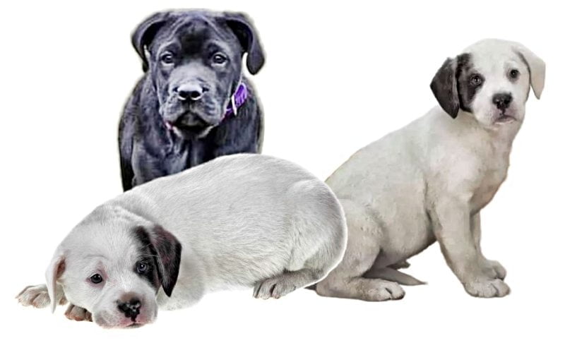 Labrador English Bulldog Mix Puppies Labrador English Bulldog Mix Puppies