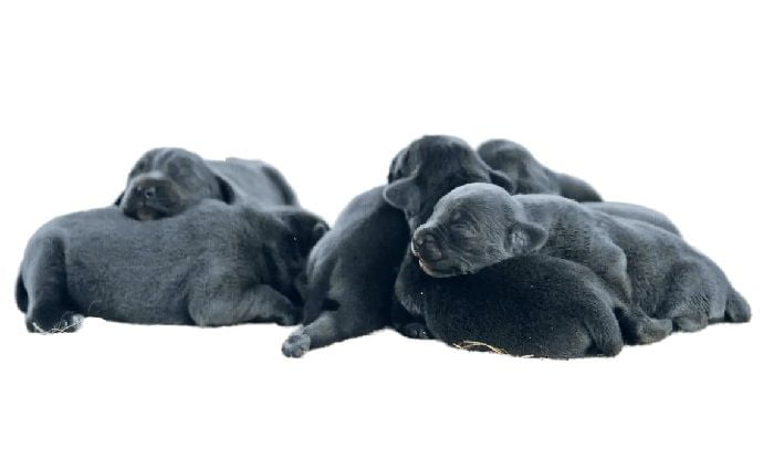 Sleeping Blue Lacy Puppies