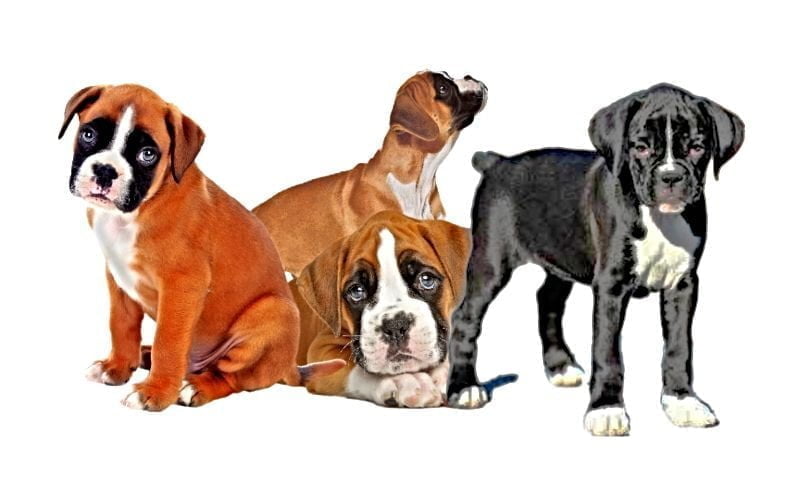 boxer puppies boxer puppies
