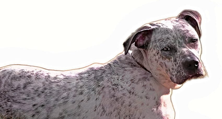 bullmatian dog breed