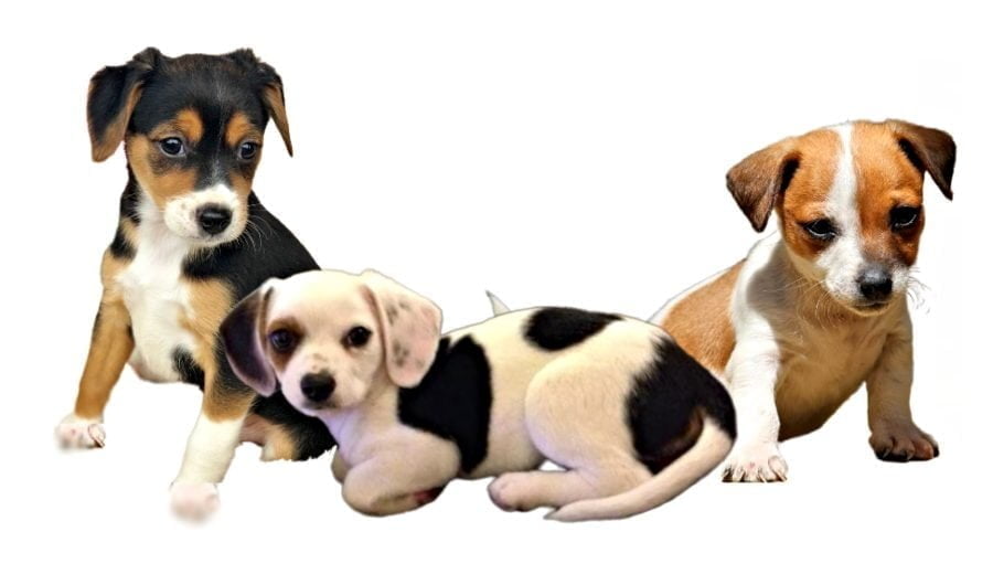 Beagle Chihuahua Mix Puppies