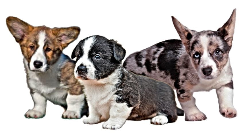 Cardigan Welsh Corgi Puppies Cardigan Welsh Corgi Puppies