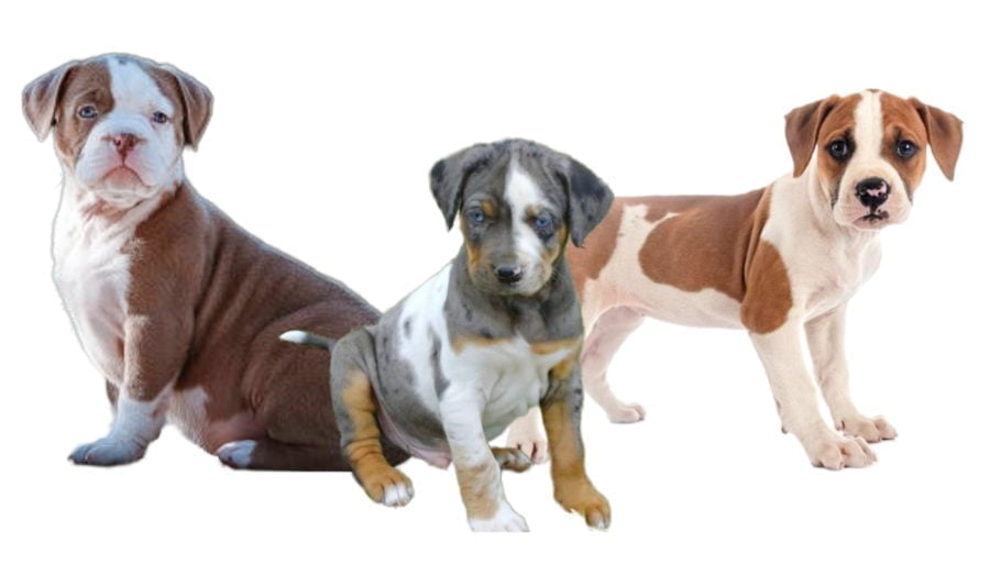 Catahoula Bulldog Puppies Catahoula Bulldog Puppies