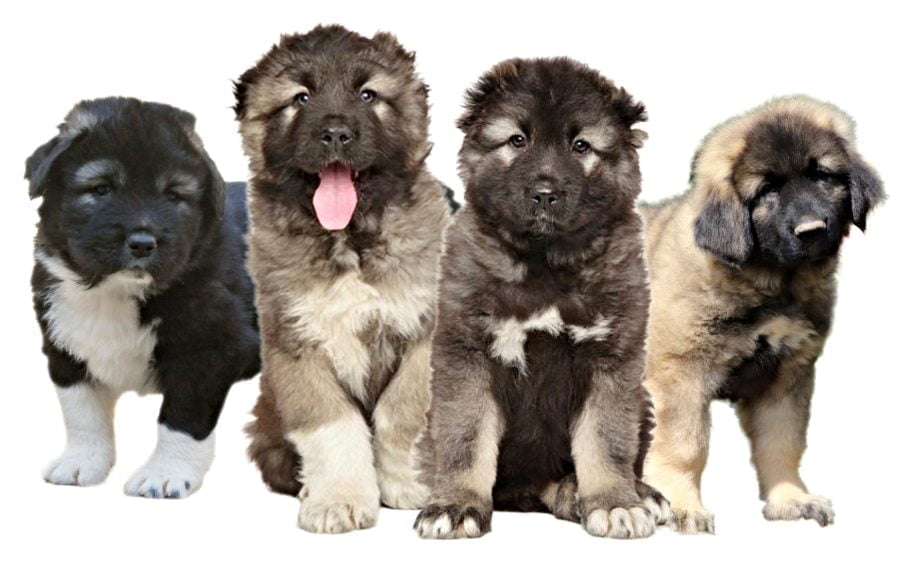 Caucasian Shepherd Puppies