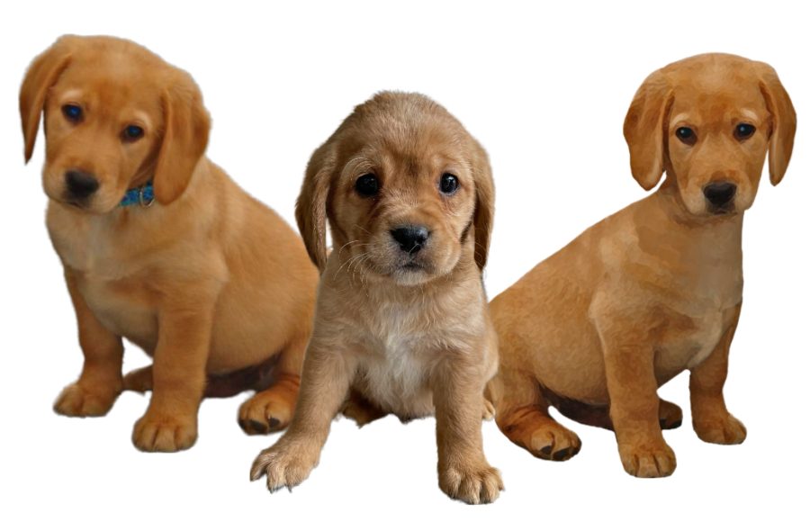 Cavador Puppies