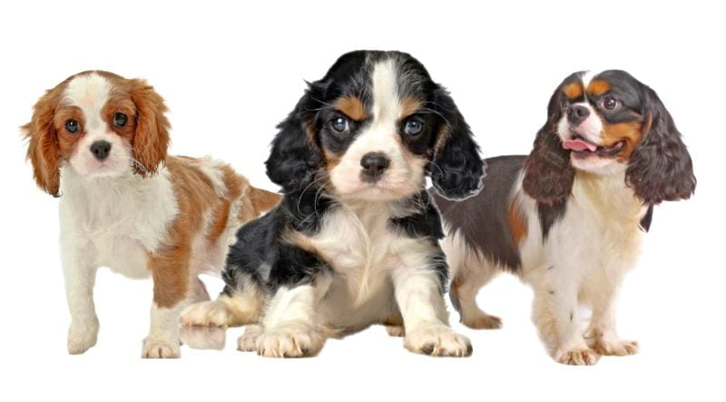 Cavalier King Charles Spaniel Puppies Cavalier King Charles Spaniel Puppies