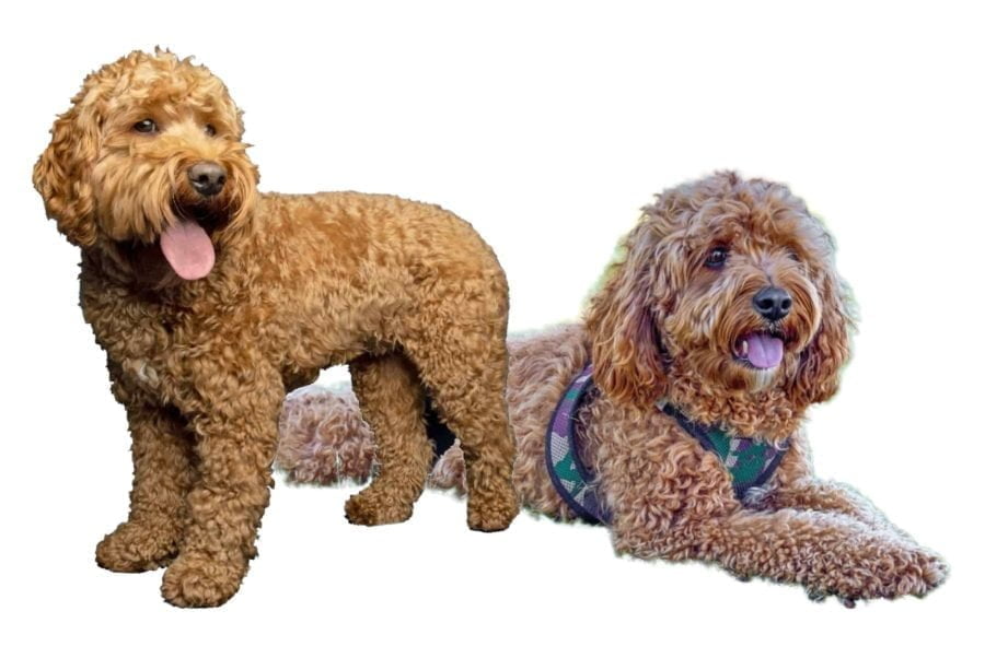 Cavapoo Dog Breed