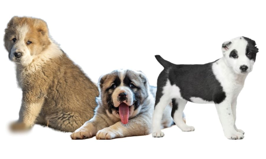 Central Asian Shepherd Alabai Puppies Central Asian Shepherd Alabai Puppies