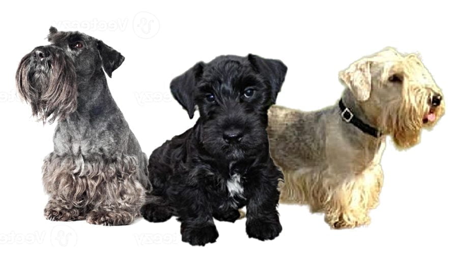 Cesky Terrier Puppies