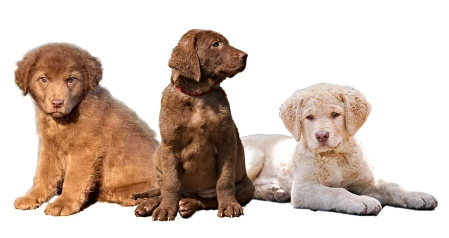 Chesapeake Bay Retriever Puppies