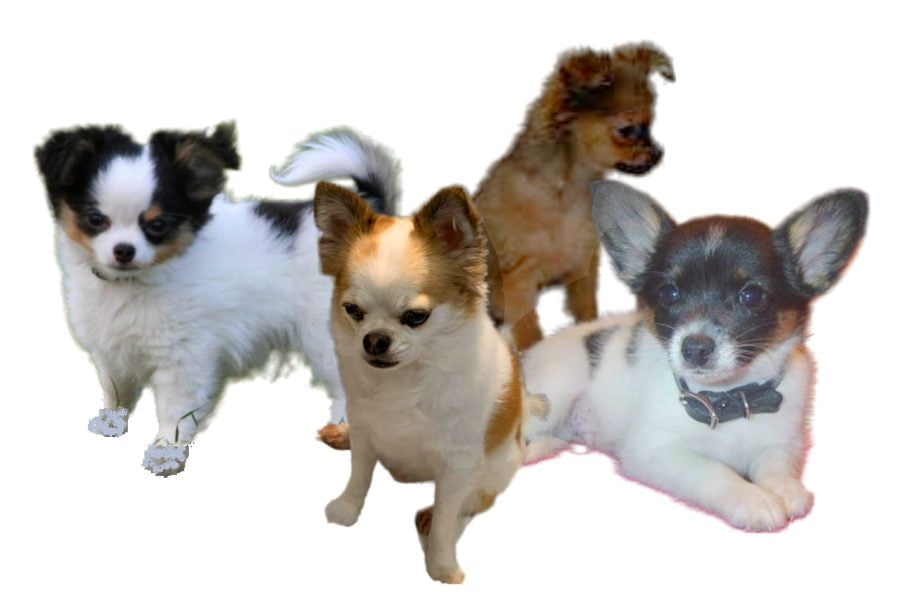 Chihuahua Papillon mix Puppies