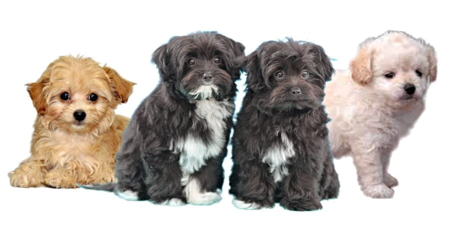 Chihuahua and Poodle Mix Puppies