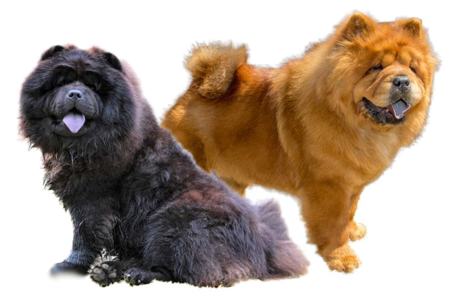 Chow Chow Dog Breed