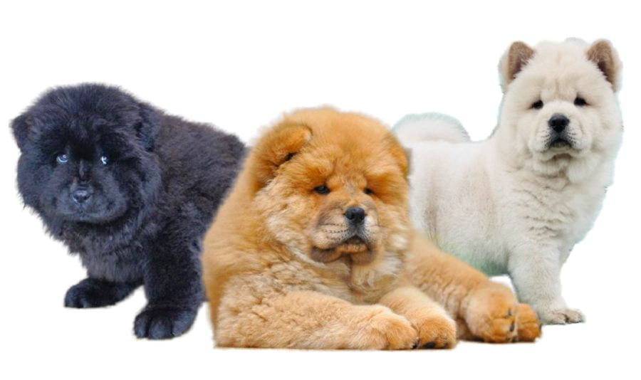 Chow Chow Puppies