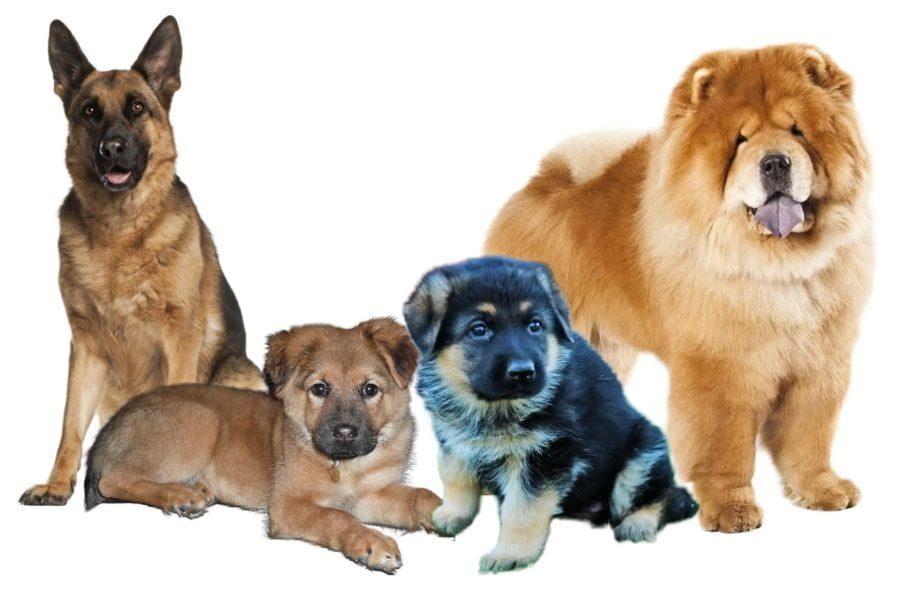 Chow Chow and German Shepherd mix Puppies Chow Chow and German Shepherd mix Puppies
