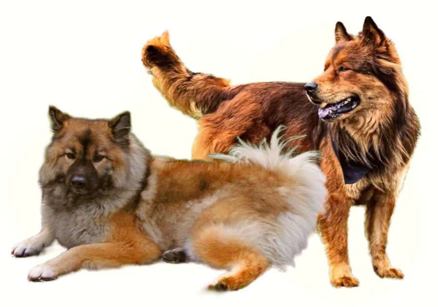 Chow Shepherd Dog Breed