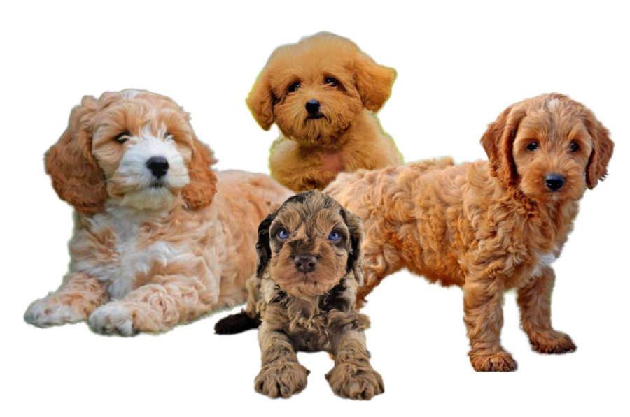 Cocker Spaniel Poodle Mix Puppies