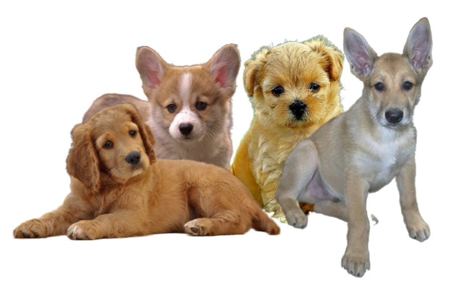 Dingo Carolina Puppies Dingo Carolina Puppies