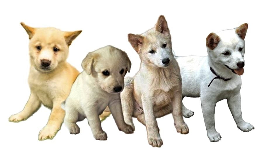 Israel Canaan Puppies Israel Canaan Puppies