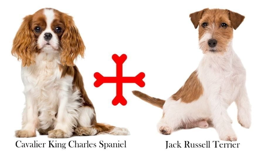 King Charles Jack Russell Mix