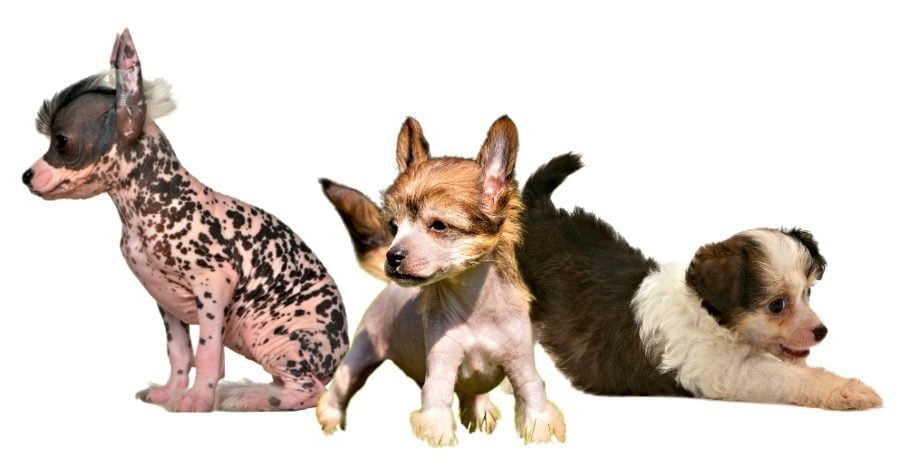 Royal Chinese Crested Puppies