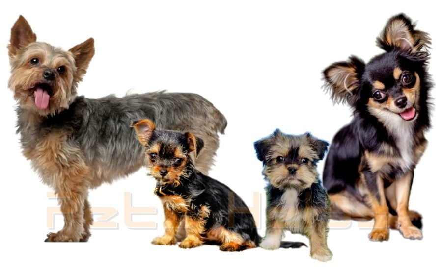 Yorkshire Terrier Chihuahua Mix Puppies