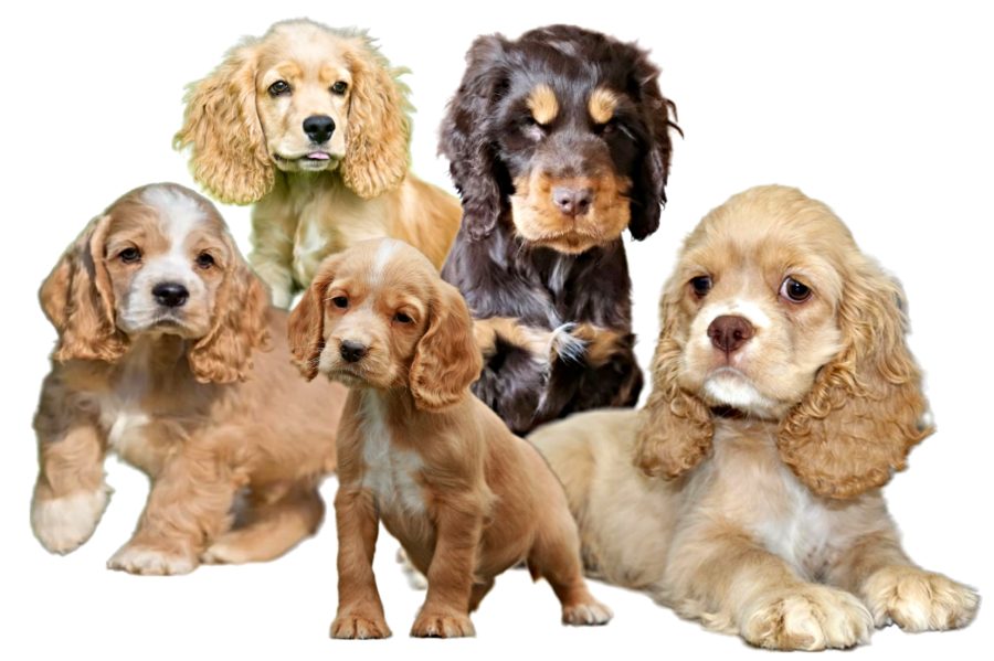 American Cocker Spaniel Puppies