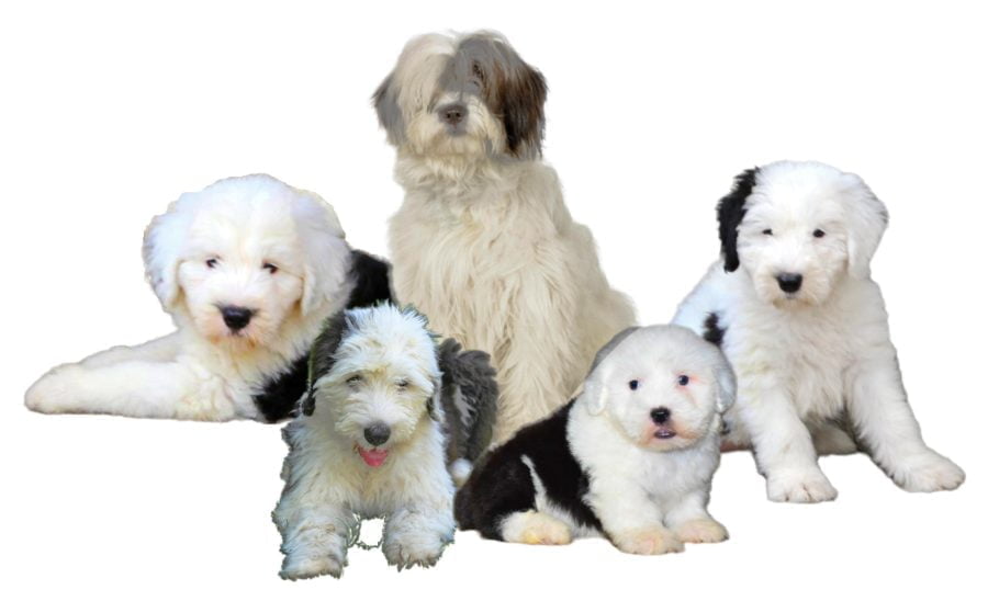 Bobtail Old English Shepherd Puppies