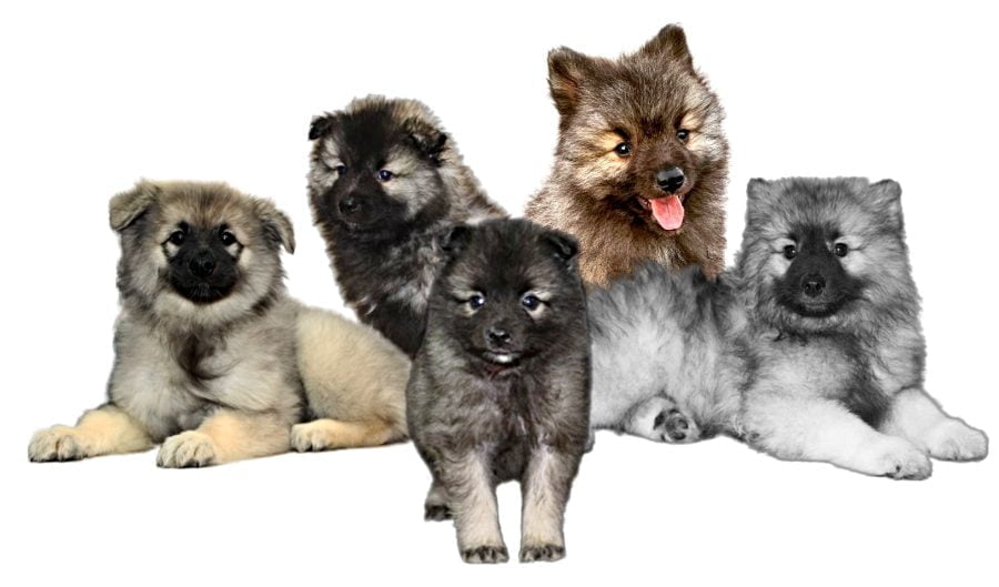 Dutch Barge Keeshond Puppies