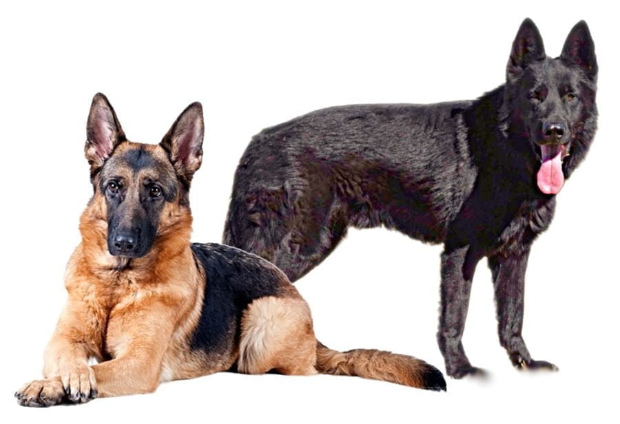 German Shepherd Dog Breed