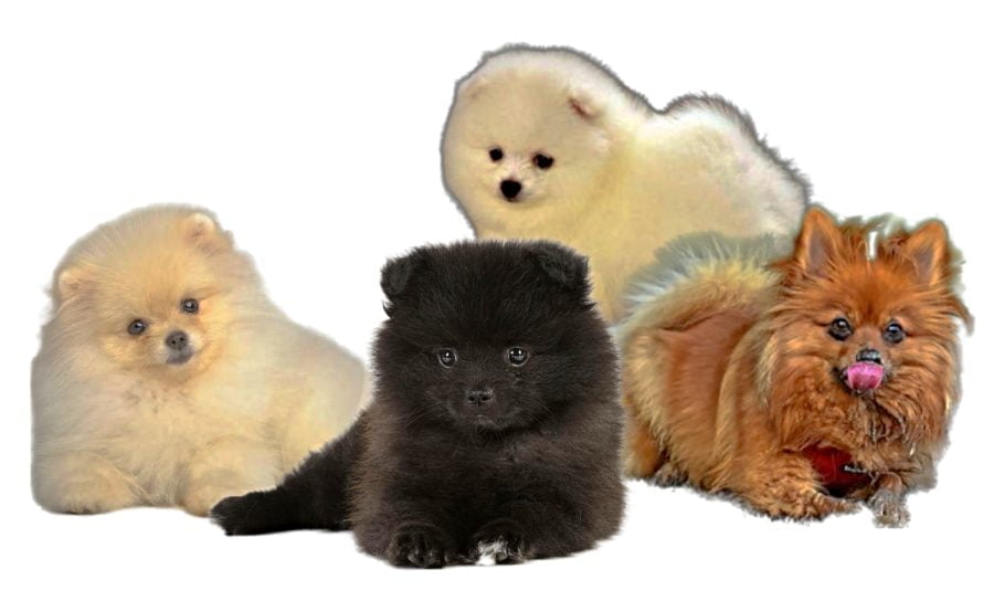 German Spitz Puppies