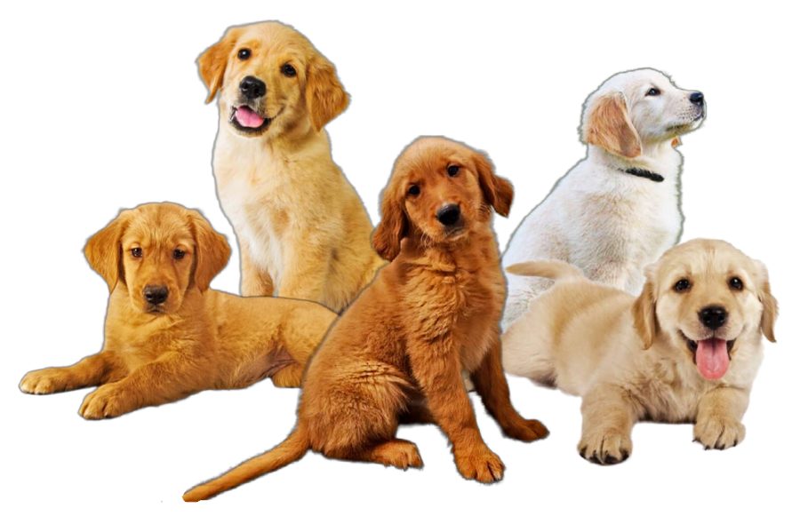 Golden Retriever Puppies
