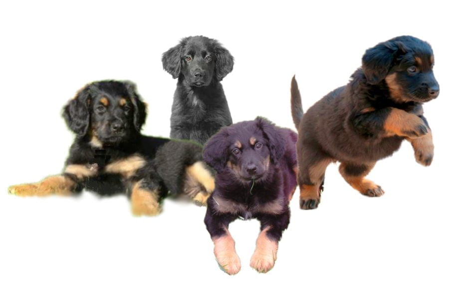 Hovawart Puppies