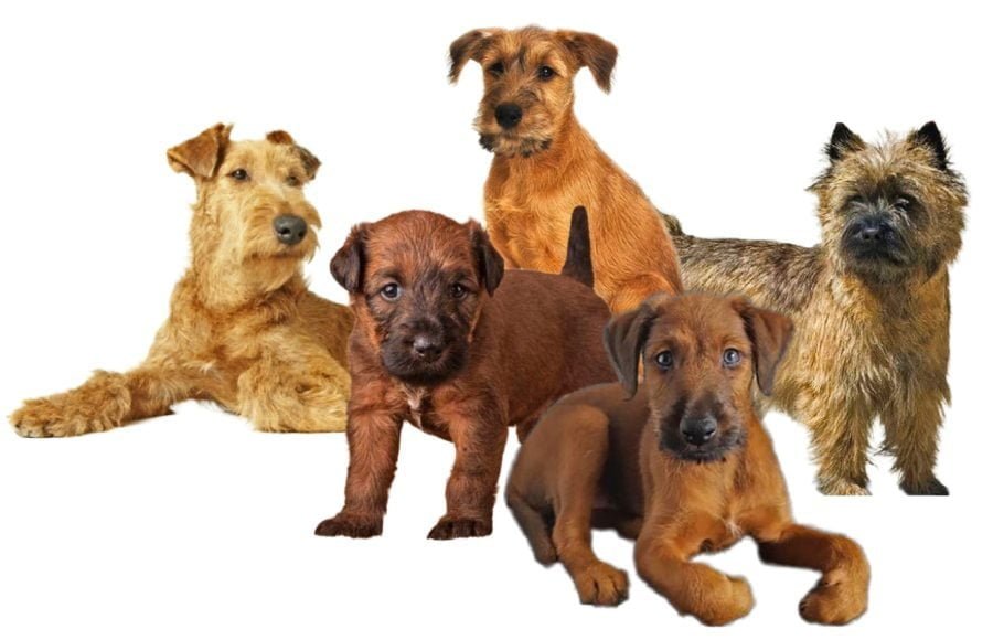 Irish Glenn of Imaal Terrier Puppies