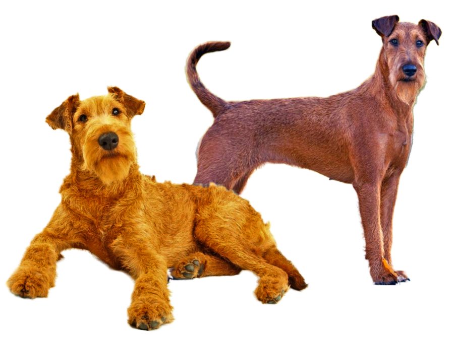 Irish Terrier Dog Breed