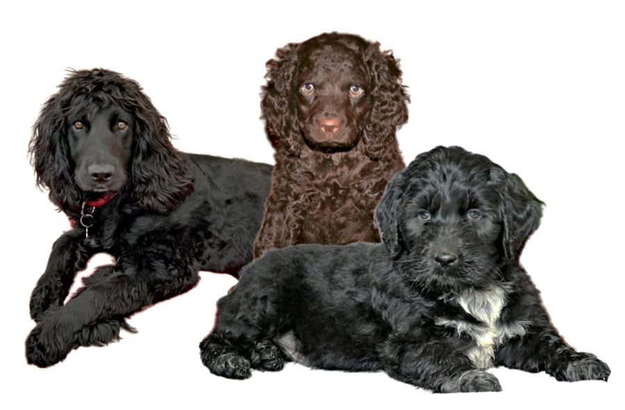 Irish Water Spaniel Puppies