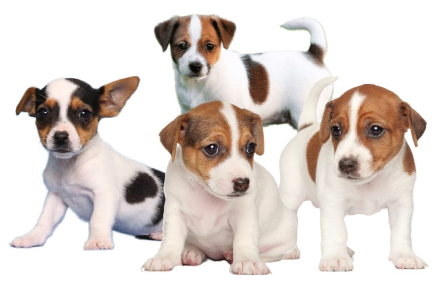 Jack Russell Terrier Puppies