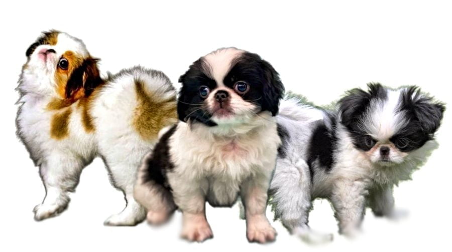 Japanese Chin Puppies