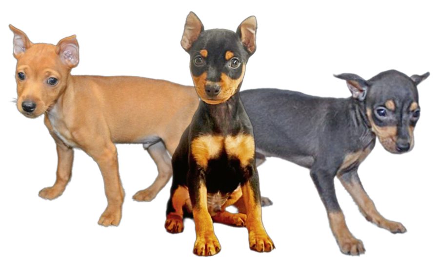 King of Toys Min Pin Puppies